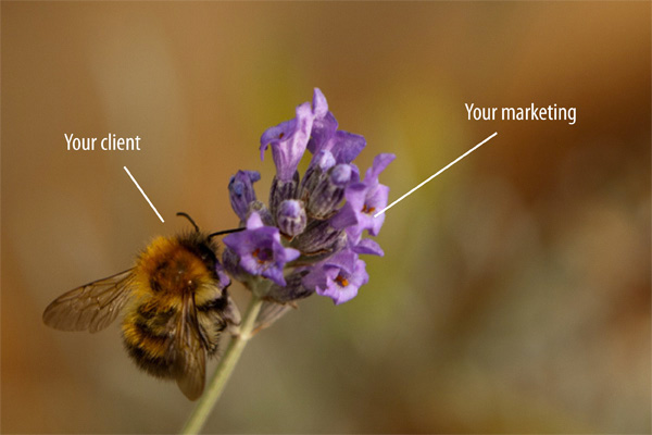 Bee and lavender