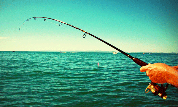 fish.gif